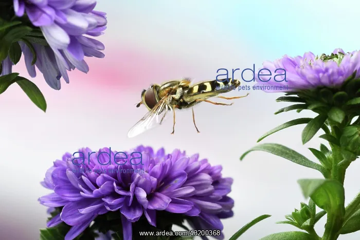 : Scaeva pyrastri (Scaeva pyrastri) flies to the flower : Scaeva pyrastri (Scaeva pyrastri) flies to the flower