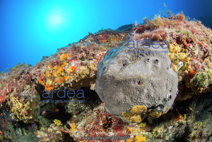 : Scalarispongia scalaris sponge, Villefranche-sur-Mer : Scalarispongia scalaris sponge, Villefranche-sur-Mer