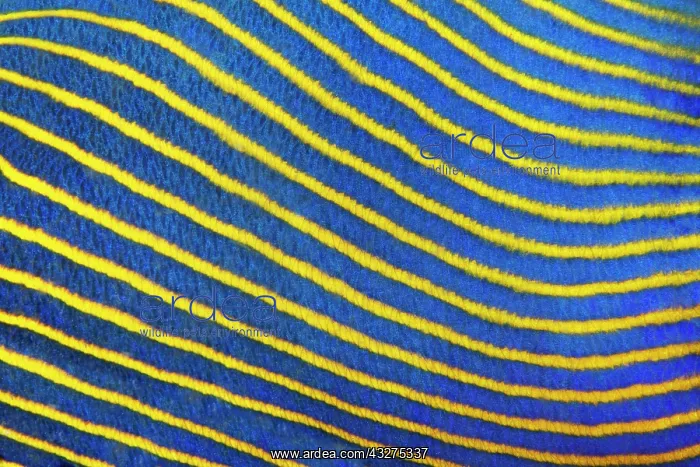 : Scale, Detail, emperor angelfish (Pomacanthus imperator) : Scale, Detail, emperor angelfish (Pomacanthus imperator)