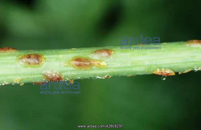 : SCALE INSECTS : SCALE INSECTS