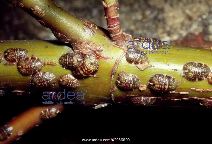  : Scale Insects -