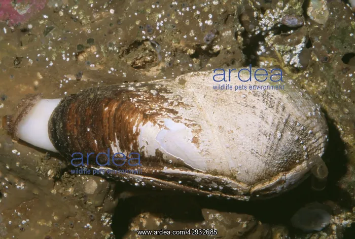 : Scale-sided Piddock Clam : Scale-sided Piddock Clam