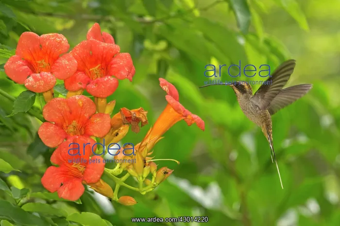 : Scale-throated Hermit (Phaethornis eurynome) : Scale-throated Hermit (Phaethornis eurynome)