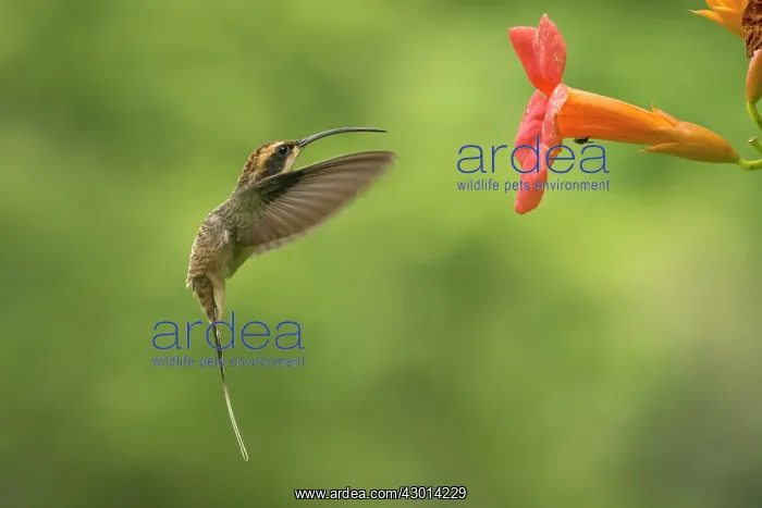 : Scale-throated Hermit (Phaethornis eurynome) : Scale-throated Hermit (Phaethornis eurynome)