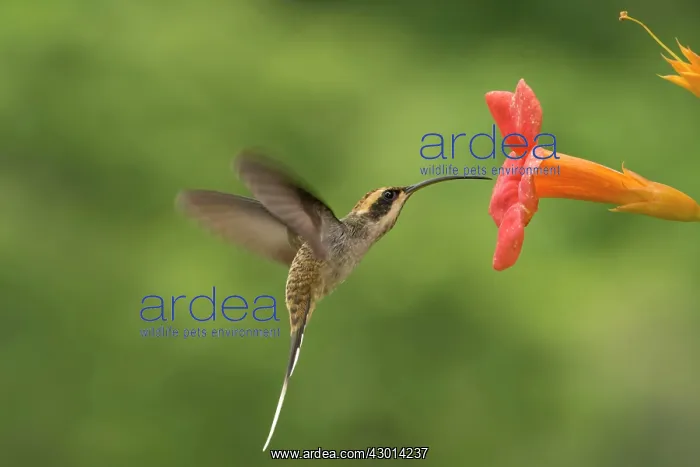 : Scale-throated Hermit (Phaethornis eurynome) : Scale-throated Hermit (Phaethornis eurynome)