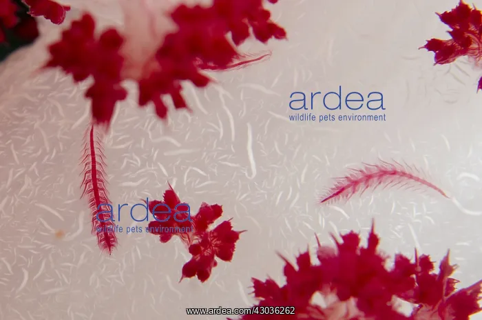 : Scale Worm - on Glomerate Tree Coral (Dendronephthya : Scale Worm - on Glomerate Tree Coral (Dendronephthya
