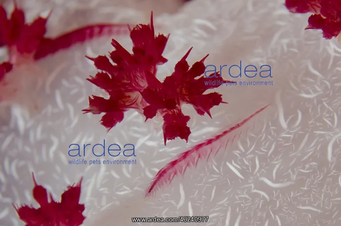 : Scale Worm - on Glomerate Tree Coral (Dendronephthya : Scale Worm - on Glomerate Tree Coral (Dendronephthya