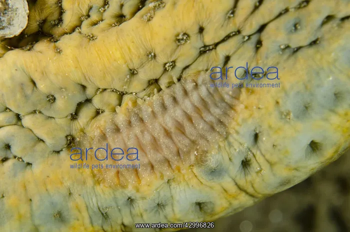 : Scale Worm - on underside of Sea Cucumber (Bohadschia : Scale Worm - on underside of Sea Cucumber (Bohadschia