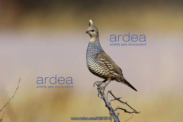 : Scaled Quail : Scaled Quail