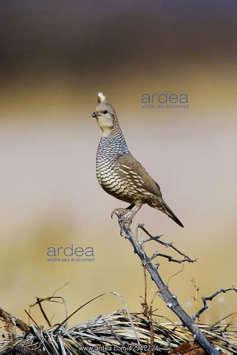  : Scaled Quail