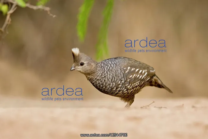 : Scaled Quail : Scaled Quail