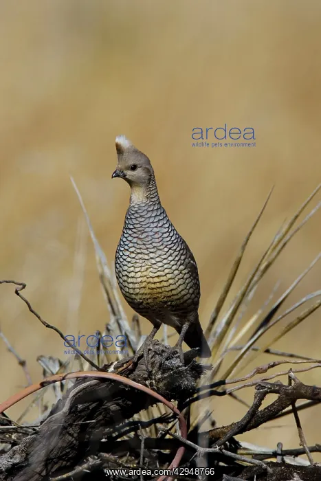  : Scaled Quail