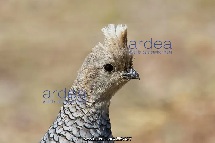 : Scaled Quail : Scaled Quail