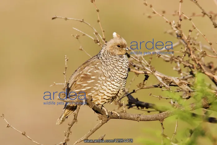 : Scaled Quail : Scaled Quail