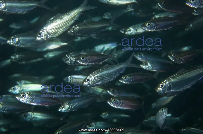 : Scaled Sardine School : Scaled Sardine School