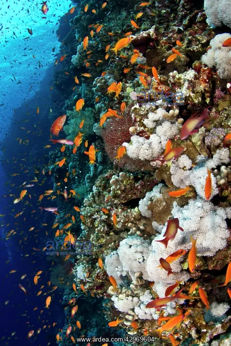 : Scalefin Anthias : Scalefin Anthias