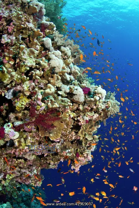 : Scalefin Anthias : Scalefin Anthias