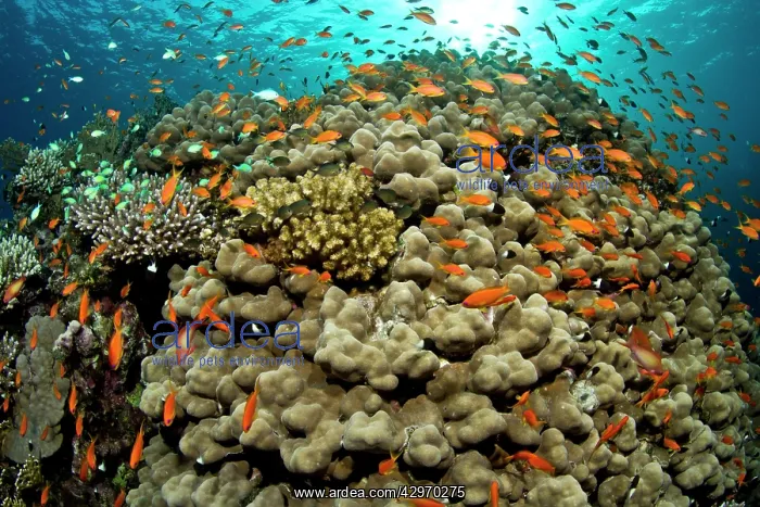 : Scalefin Anthias : Scalefin Anthias