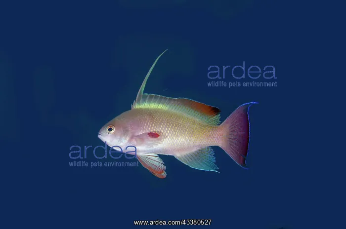 : Scalefin Anthias : Scalefin Anthias