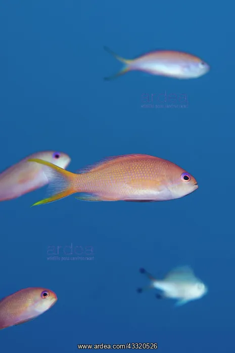  : Scalefin Anthias - female with school