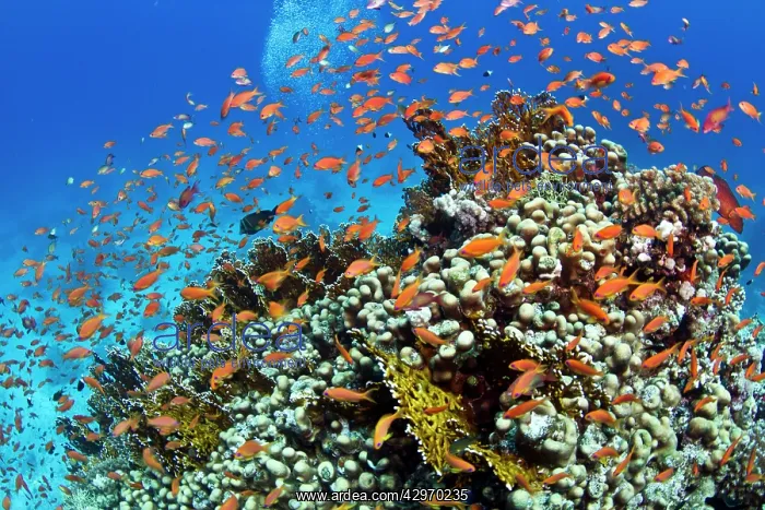 : Scalefin Anthias - on hard coral reef : Scalefin Anthias - on hard coral reef