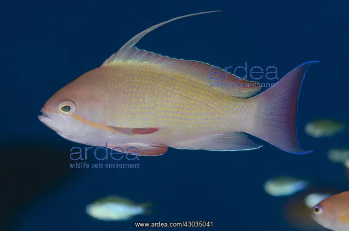 : Scalefin Anthias - Male with erect fin - Pyramids : Scalefin Anthias - Male with erect fin - Pyramids
