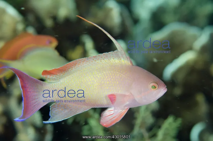 : Scalefin Anthias male with fin extended : Scalefin Anthias male with fin extended