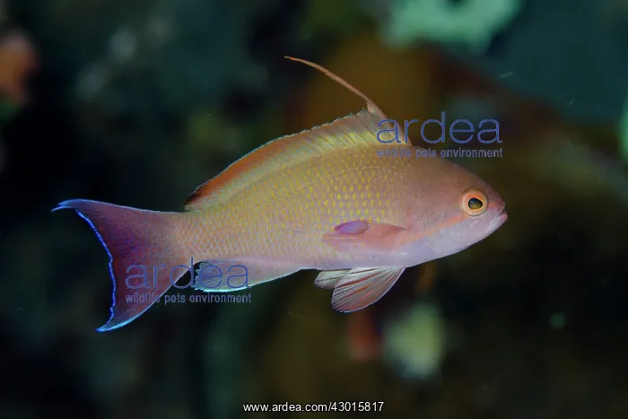 : Scalefin Anthias male with fin extended : Scalefin Anthias male with fin extended