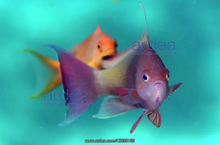 : Scalefin Anthias pair : Scalefin Anthias pair