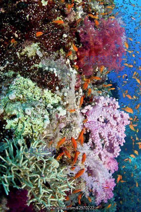 : Scalefin Anthias - at soft coral reef : Scalefin Anthias - at soft coral reef