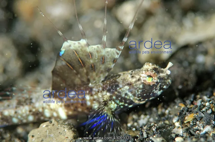 : Scaleless Shrimpgoby with fin erect on black sand : Scaleless Shrimpgoby with fin erect on black sand