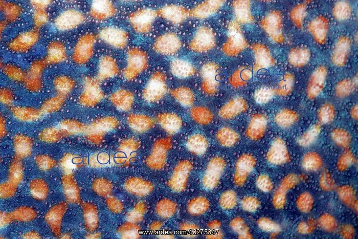 : Scales, detail, blue (Pseudobalistes fuscus) stripe : Scales, detail, blue (Pseudobalistes fuscus) stripe