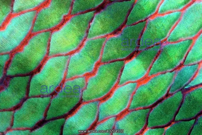 : Scales of Parrotfish (Scaridae), green, red, Red : Scales of Parrotfish (Scaridae), green, red, Red