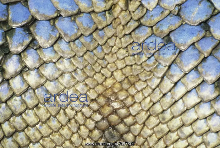 : Scales of the Philippine Sailfin Lizard : Scales of the Philippine Sailfin Lizard