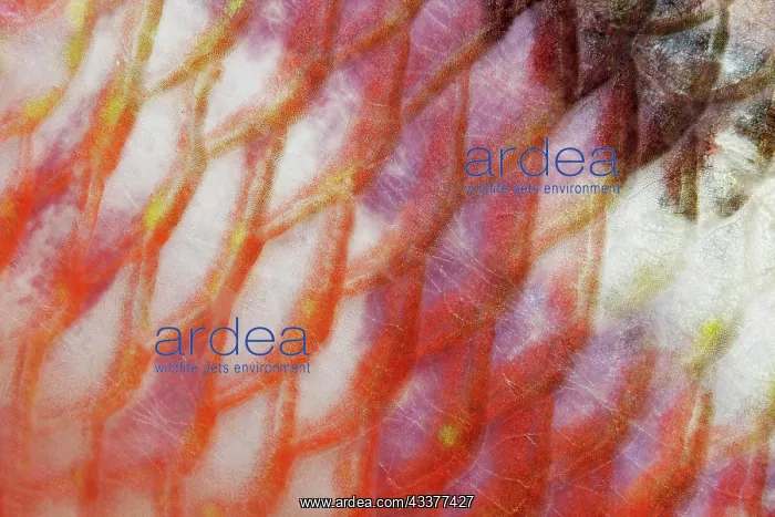  : Scales, red mullet (Parupeneus macronema), detail