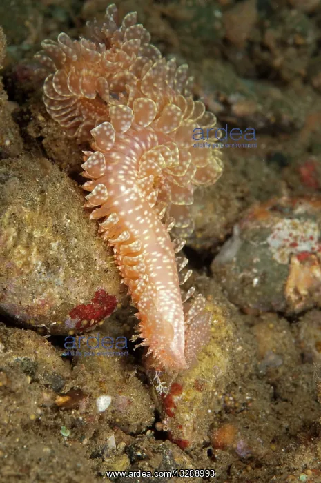 : Scaleworm : Scaleworm