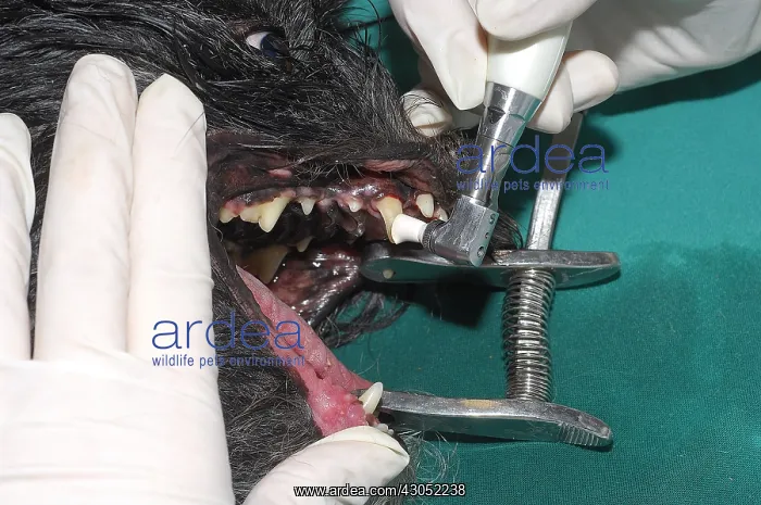 : Scaling and polishing teeth of a dog France : Scaling and polishing teeth of a dog France