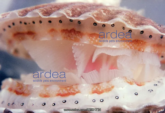  : Scallop. With eyes at edge of mantle