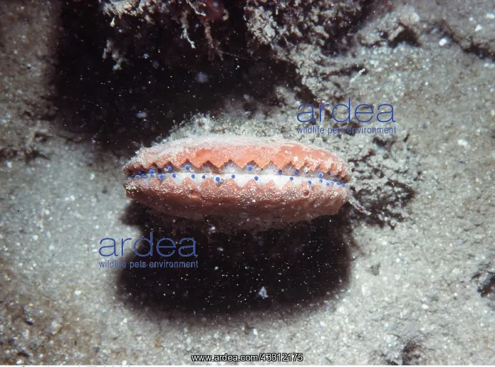: SCALLOP - With blue eyes : SCALLOP - With blue eyes