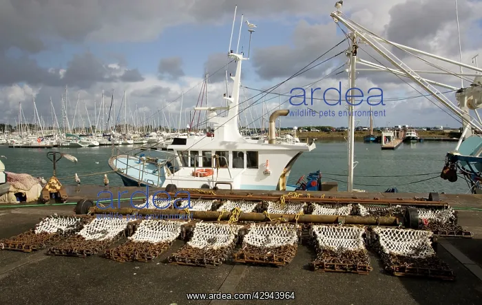 : Scallop dredging nets with fishing trawlers : Scallop dredging nets with fishing trawlers