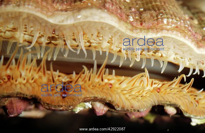 : SCALLOP - Eyes and tentacles at edge of mantle : SCALLOP - Eyes and tentacles at edge of mantle