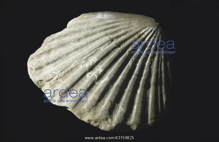  : Scallop Fossil