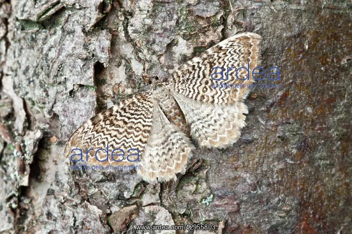 : Scallop Shell : Scallop Shell