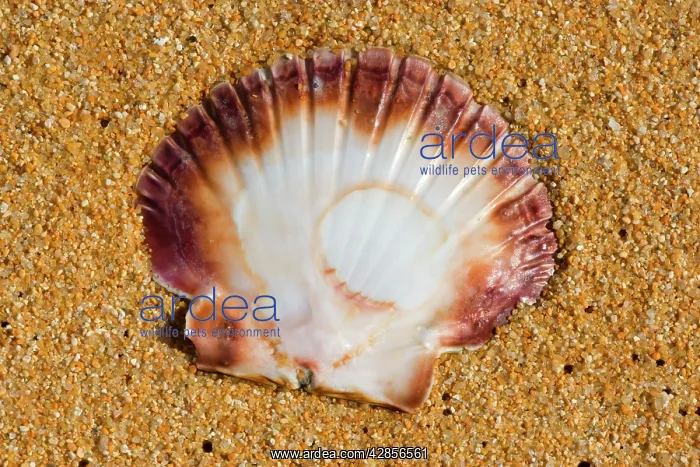 : Scallop - empty shell of a scallop washed ashore : Scallop - empty shell of a scallop washed ashore