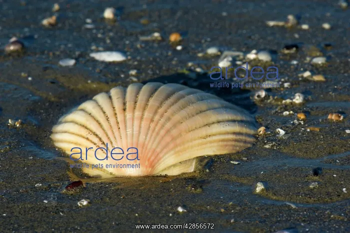 : Scallop - empty shell of a scallop washed ashore : Scallop - empty shell of a scallop washed ashore
