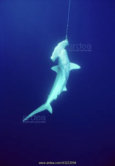 : Scalloped Hammerhead hooked on line : Scalloped Hammerhead hooked on line