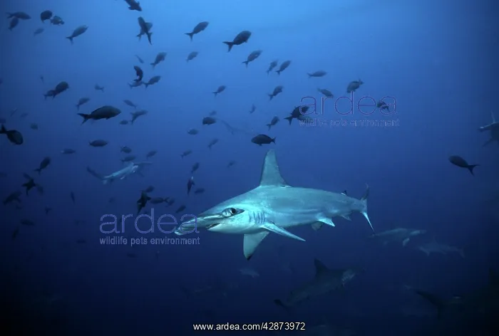 : Scalloped Hammerhead - one of many living in deep : Scalloped Hammerhead - one of many living in deep