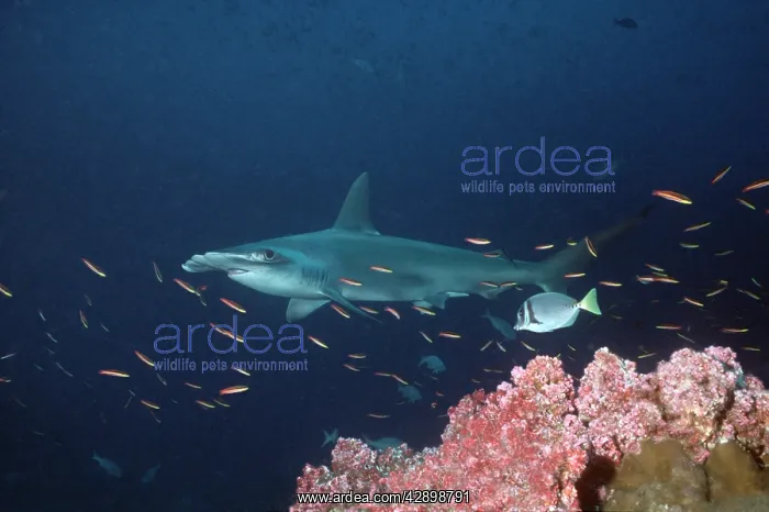 : Scalloped Hammerhead - Lone Hammerhead passing : Scalloped Hammerhead - Lone Hammerhead passing
