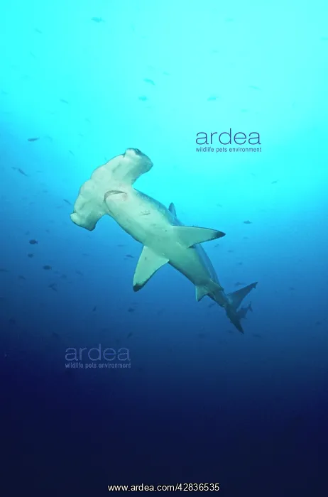 : Scalloped Hammerhead SHARK : Scalloped Hammerhead SHARK