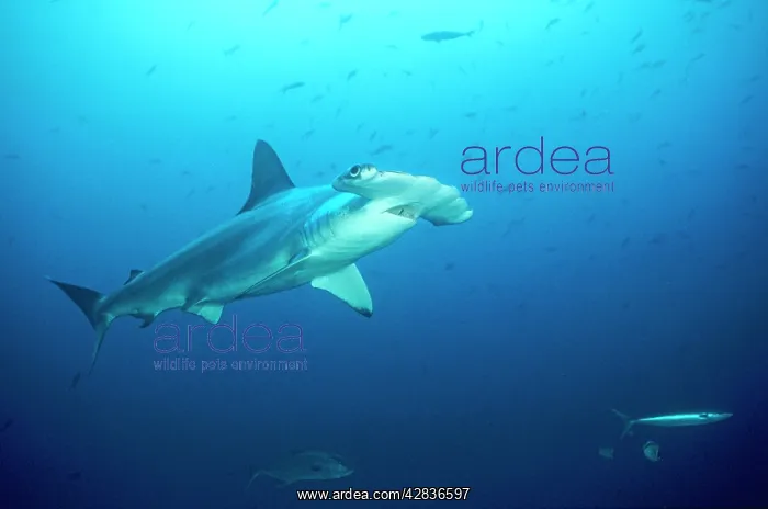 : Scalloped Hammerhead SHARK : Scalloped Hammerhead SHARK